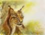 Rêverie d'un Lynx solitaire